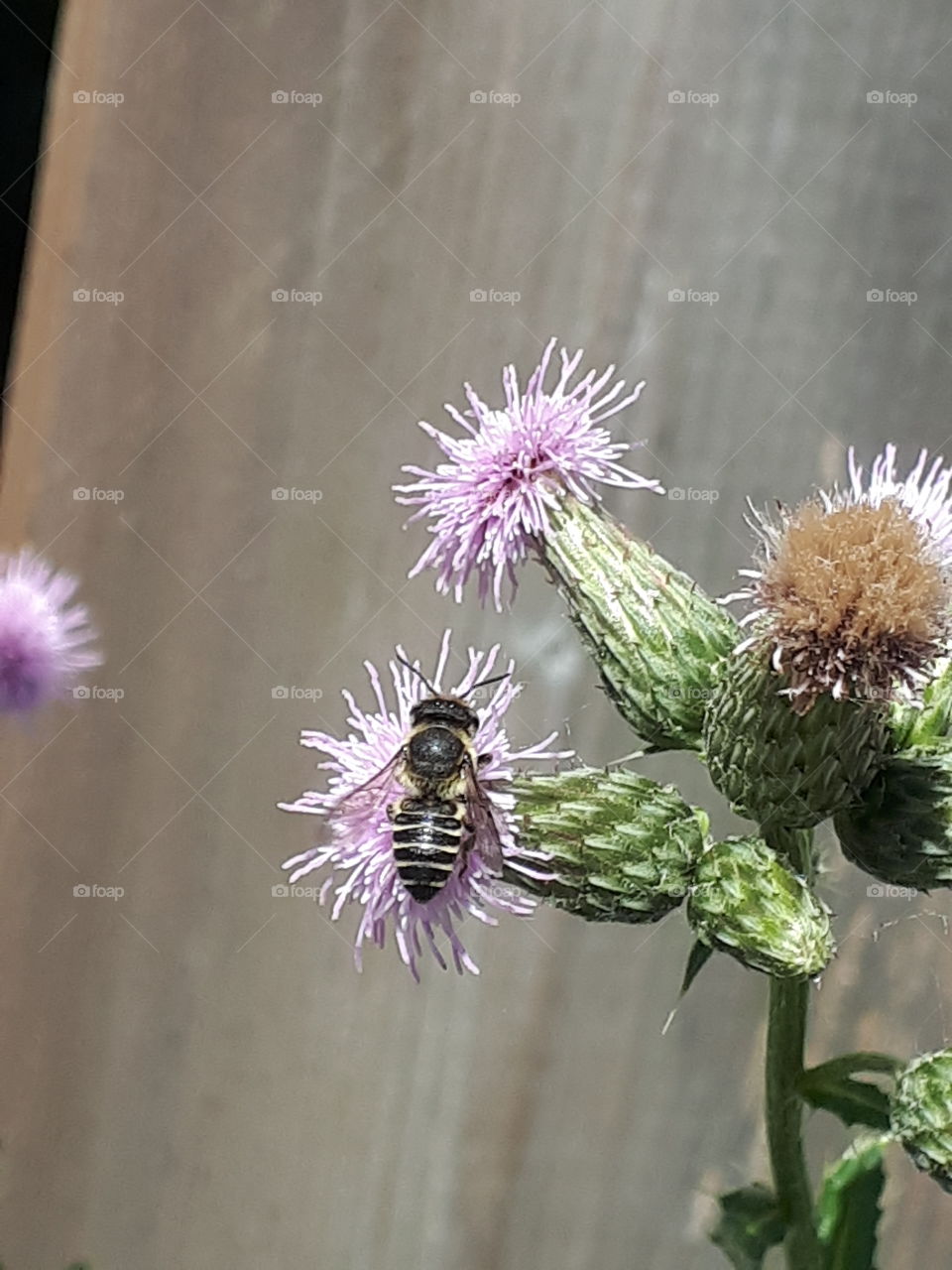 Sweat Bee after some Thistle pollen.