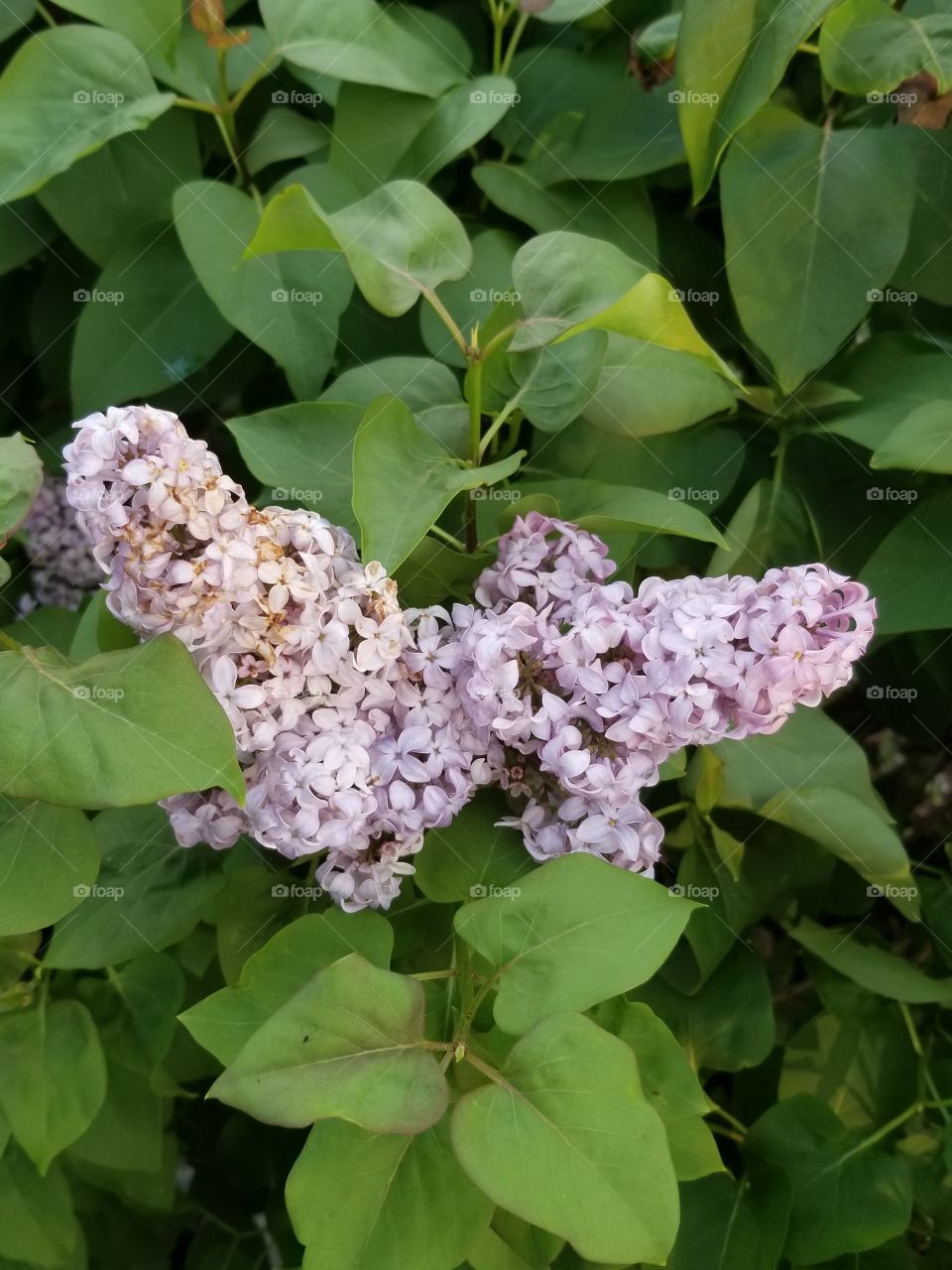 Top View Lilac Blossoms