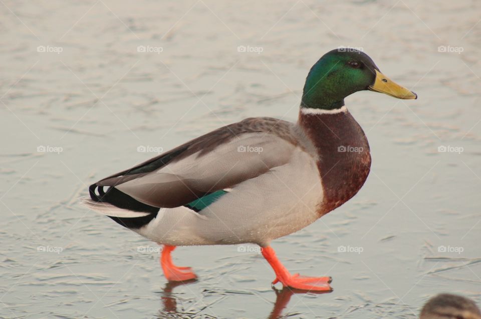 Mallard duck on ice