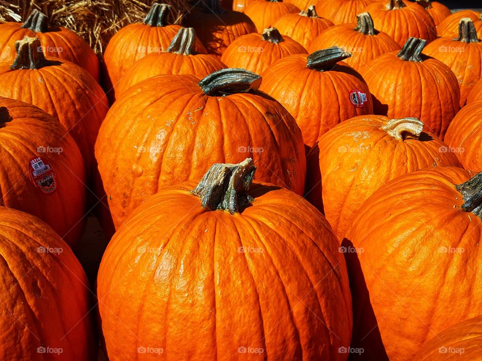 pumpkins