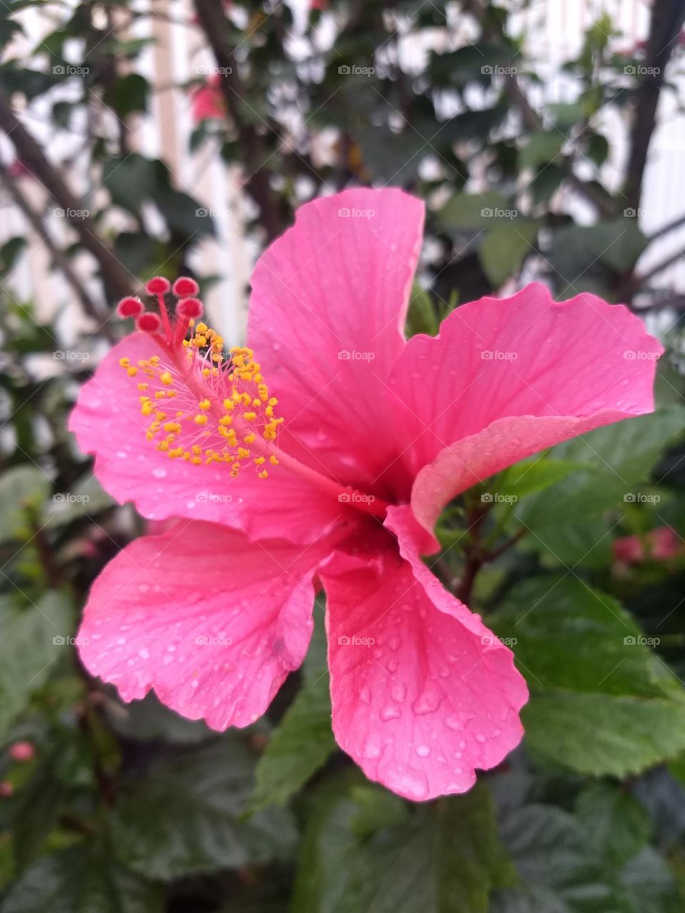 pink hibiscus and water drops