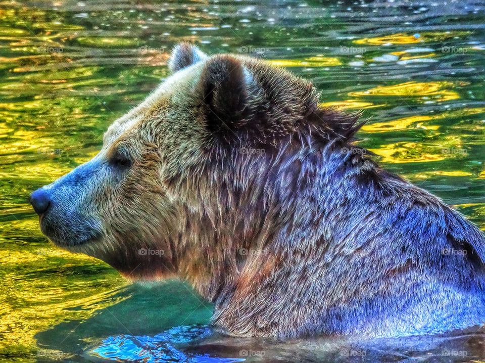 Grizzly Bear Going For A Swim