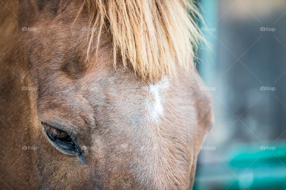 Cavalry, Mammal, Mare, Portrait, No Person