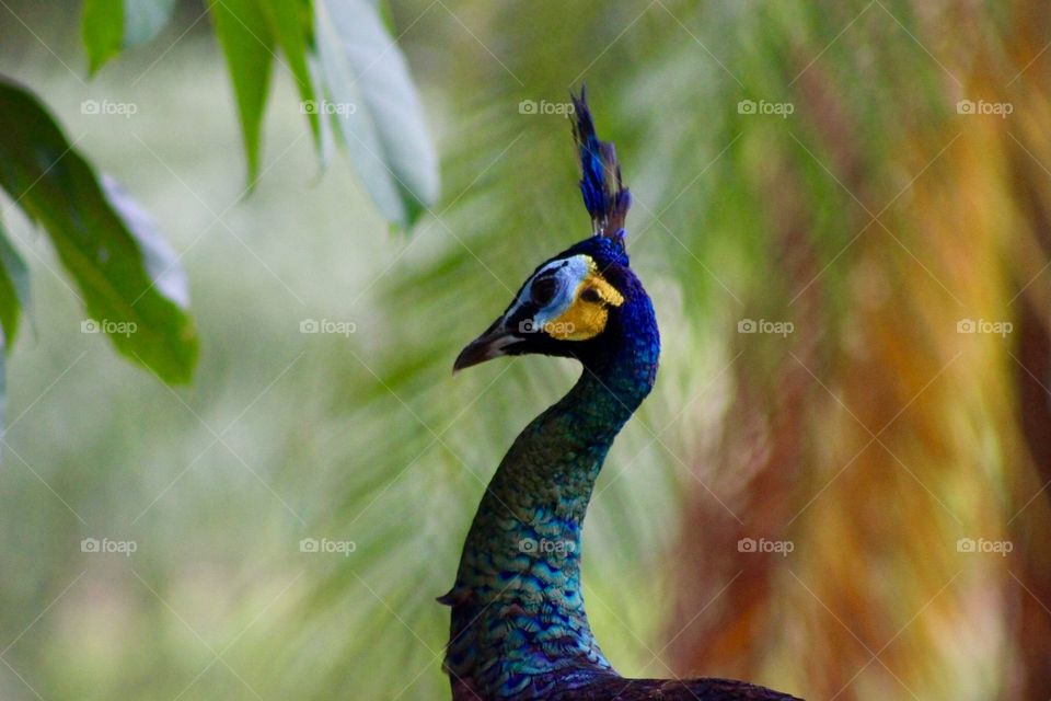 Peacock Profile