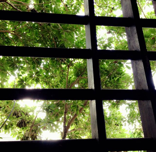 Through the window