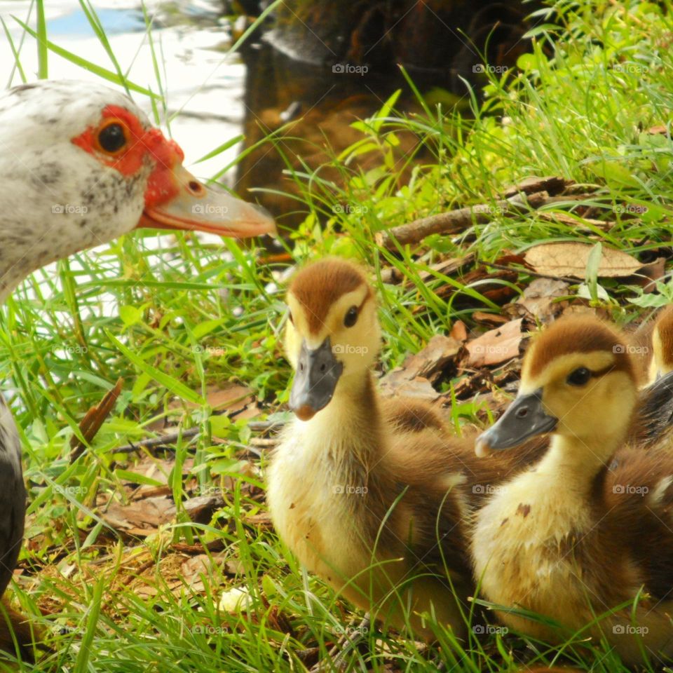 A mama ducks talk to her ducklings on the shore of Lake Lily at Lake Lily Park in Maitland, Florida.