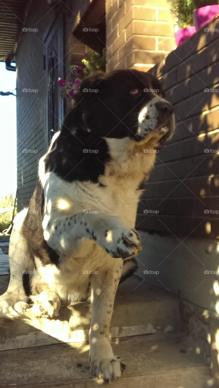 dog