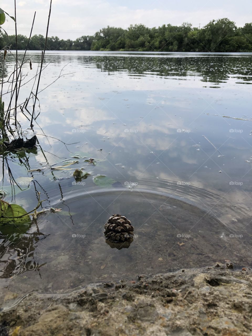 Watson park lake pinecone in lake