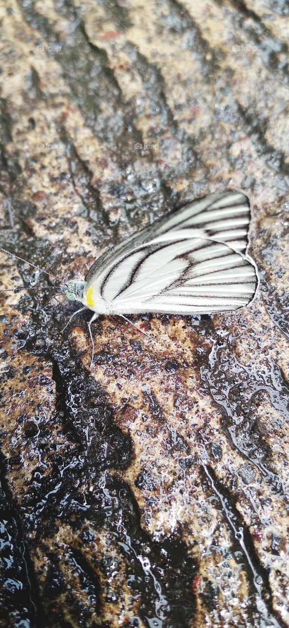 A white butterfly perched on a wet terrace