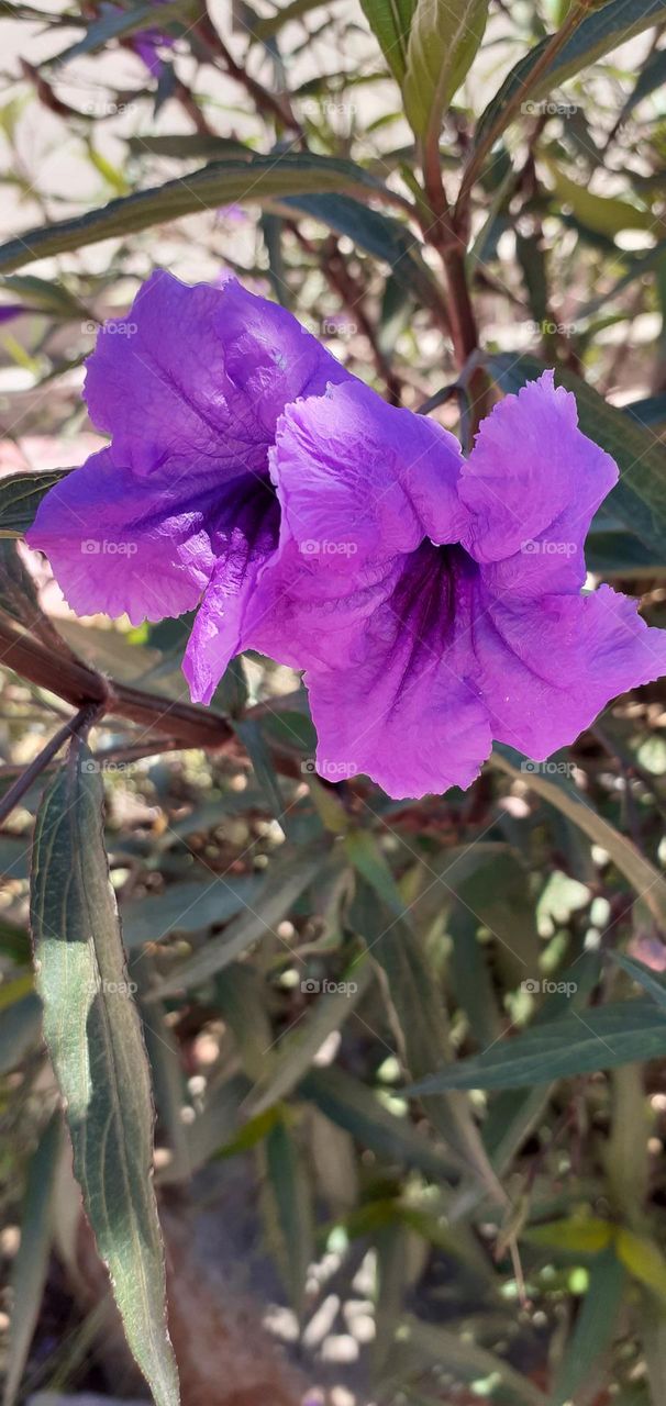 dos flores muy simpáticas púrpuras