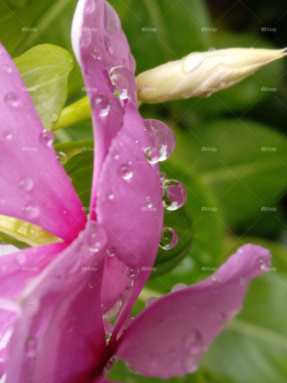 Rain's drops on flower☺☺☺😊😊