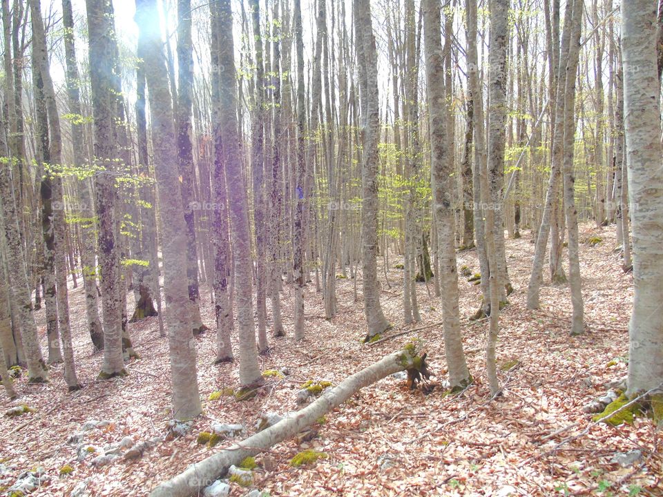 Wood, Tree, Landscape, Park, Nature
