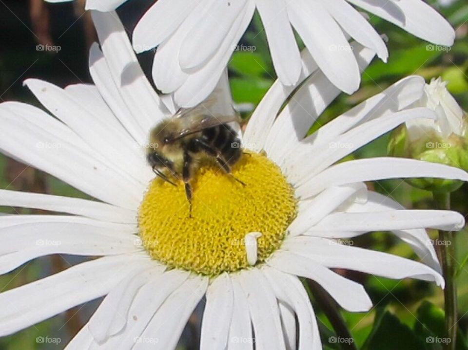 Honey bee on flower