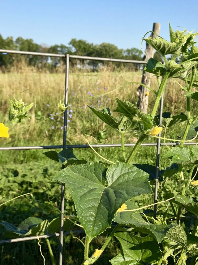 Vining plant