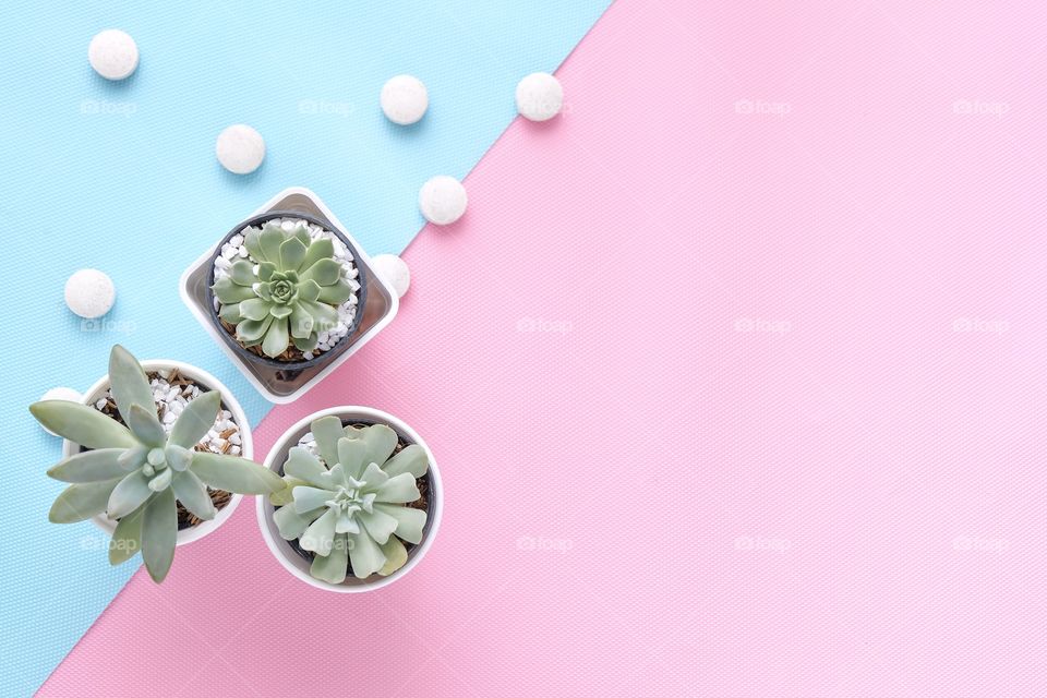 Potted plants on sweet pastel background with copy space