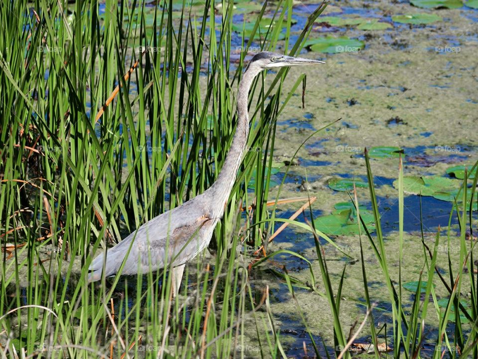 Blue heron looking for his lunch