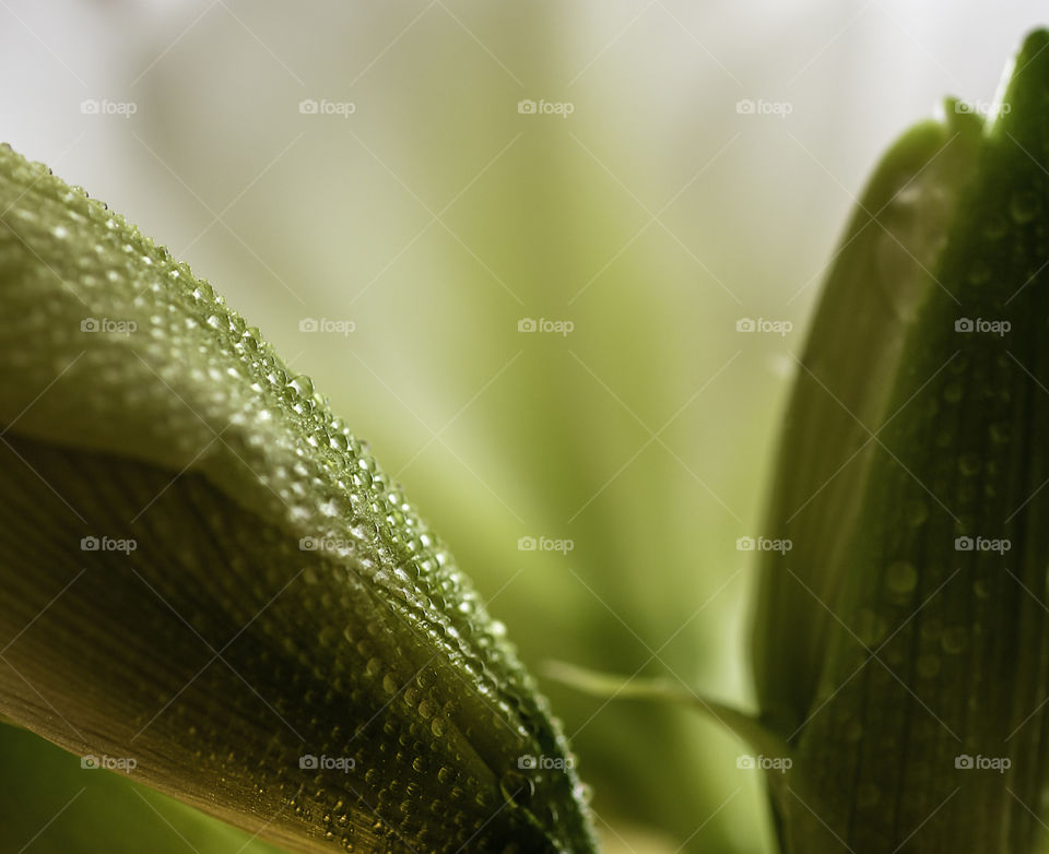 Closeup of Large Amaryllis flower bud with water drops
