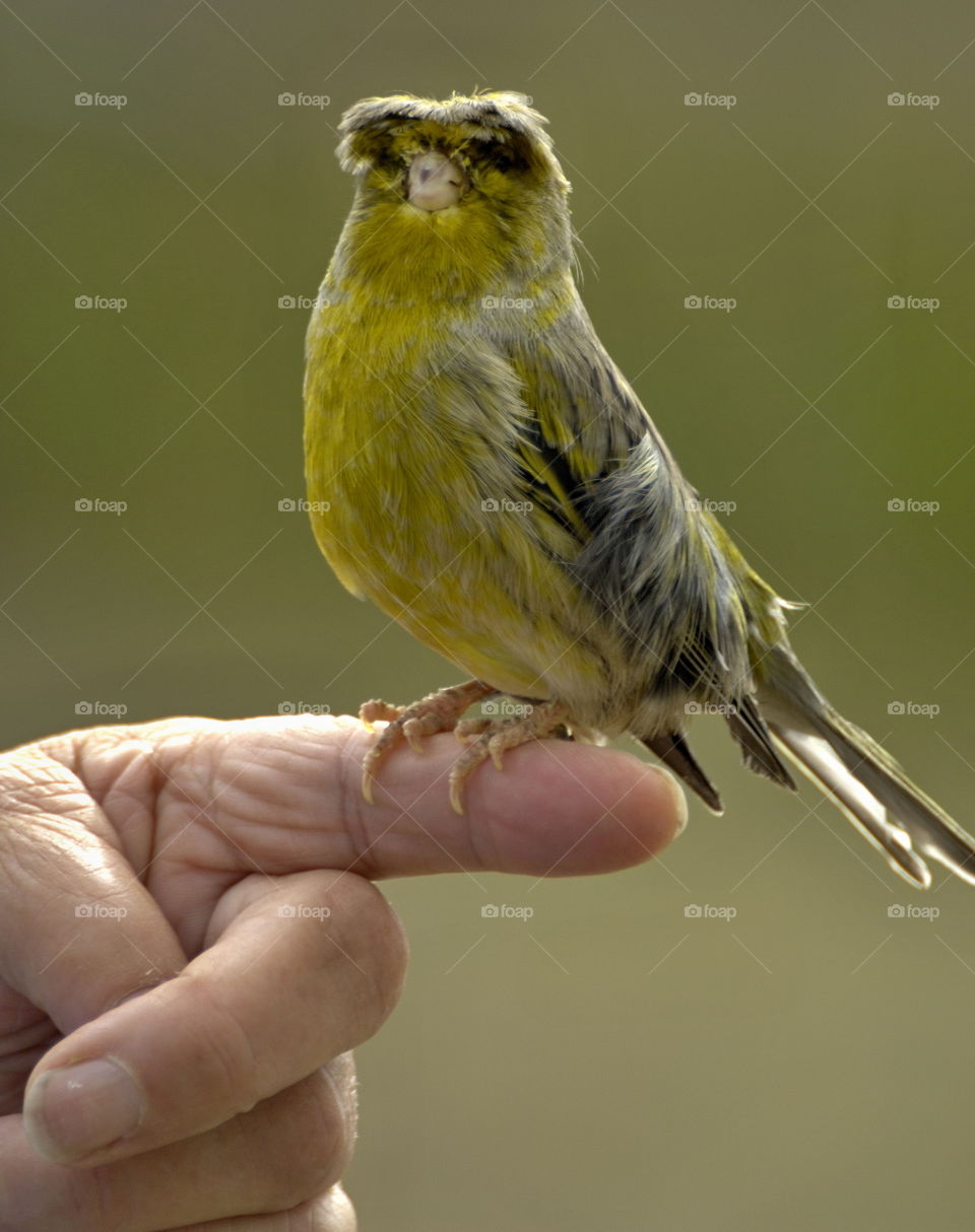 Tame Canary bird Punk in the hand