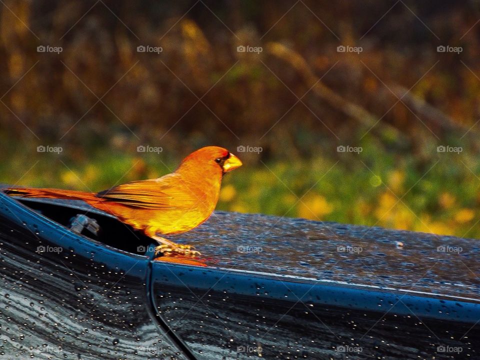 Bird Posing on Hood of Car