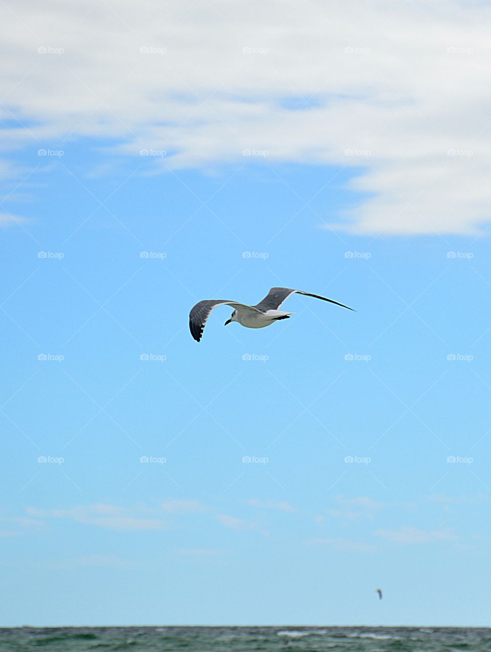Seagull flying over the Gulf of Mexico in search of food