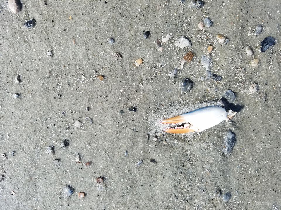 crab claw on beach