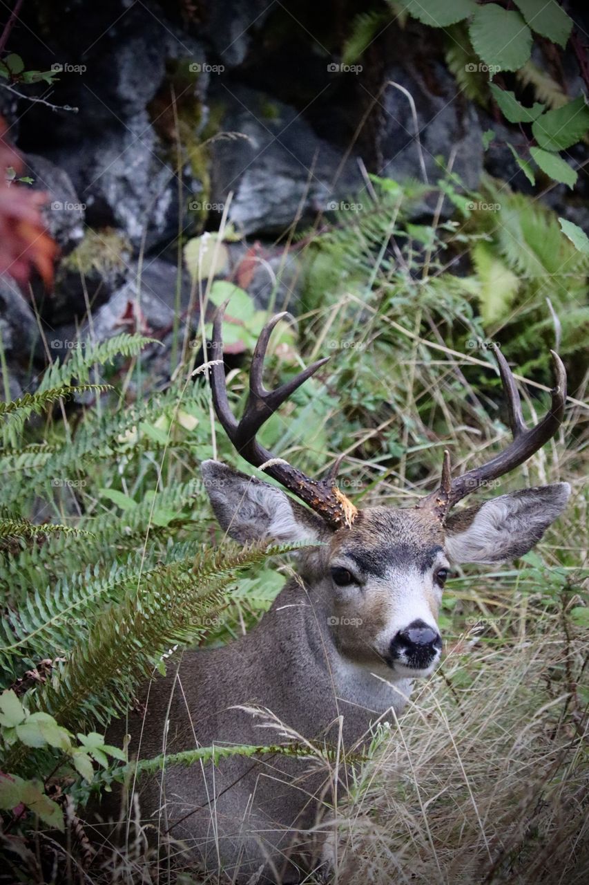 A beautiful buck rests among the dense foliage of Point Defiance in Tacoma, Washington 