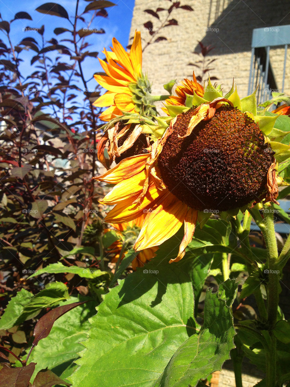 Giant Sunflowers in garden 