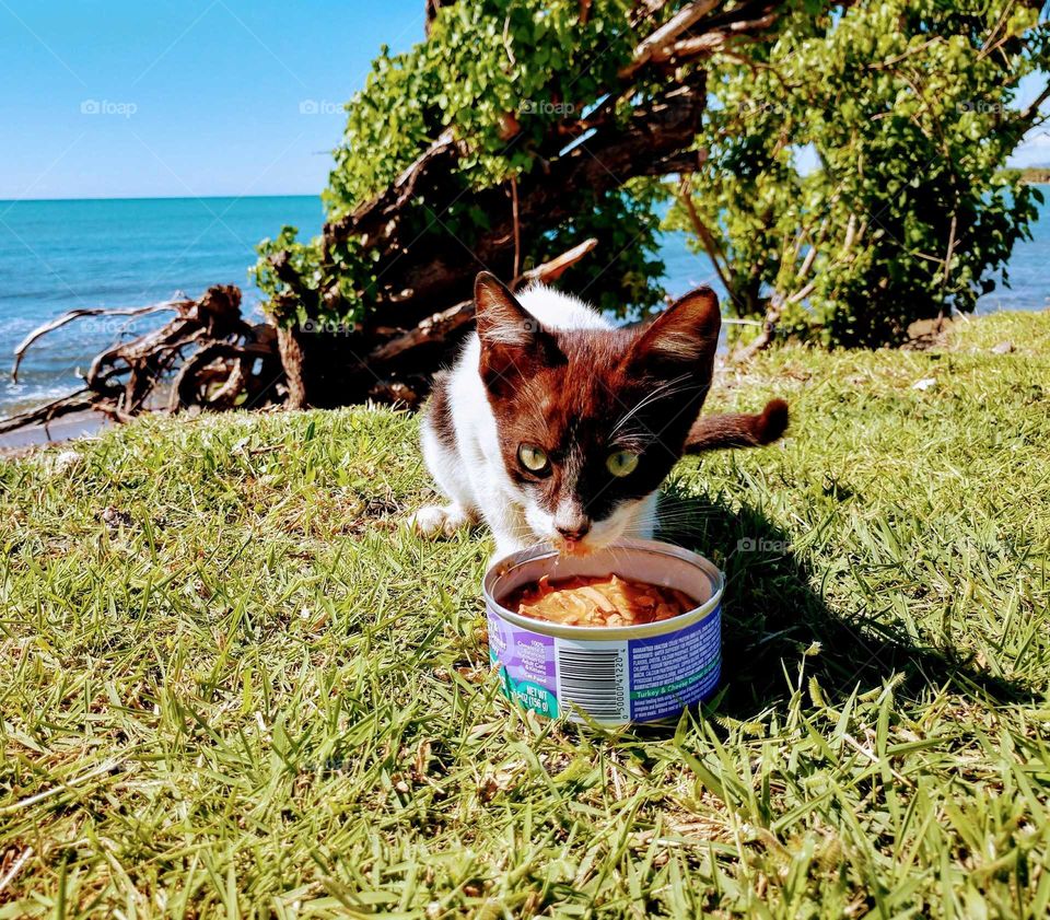 summertime feed your cat