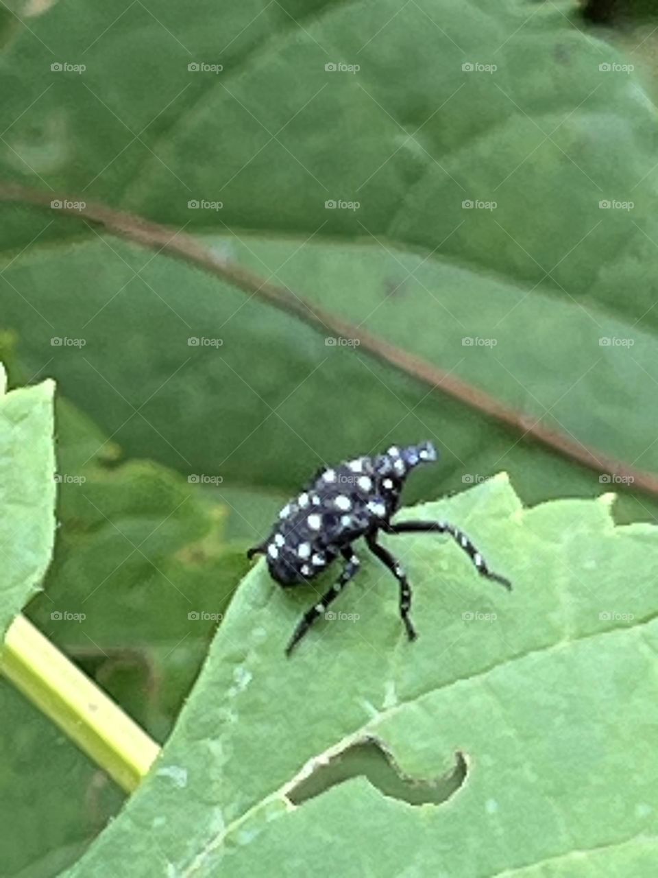 Spotted Lantern fly 3rd in star nymph 