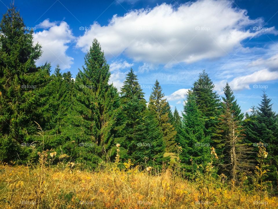 Forest of pine cone trees on a sunny day with blue sky