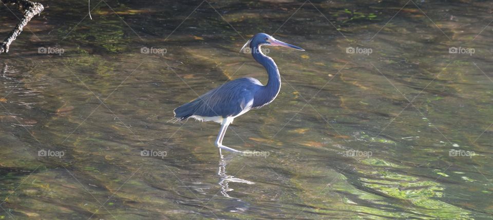 Came across this beautiful bird on a walk about this morning.