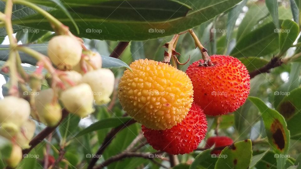 Arbutus strawberry