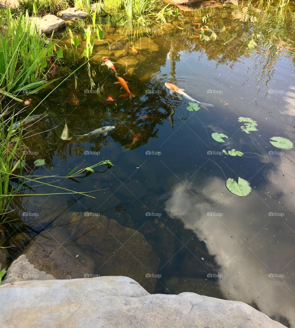 Coy pond.