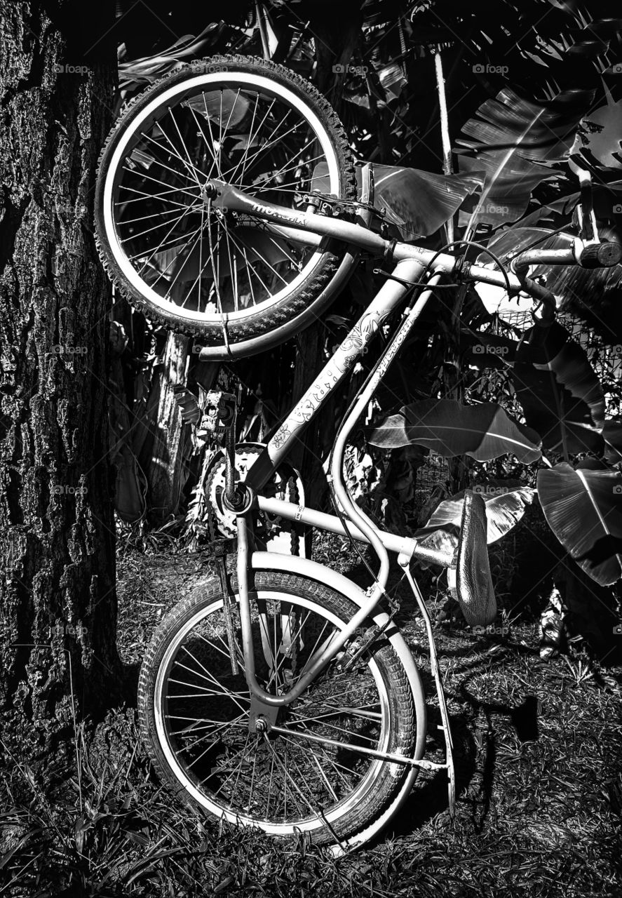 bicycle on the tree in black and white