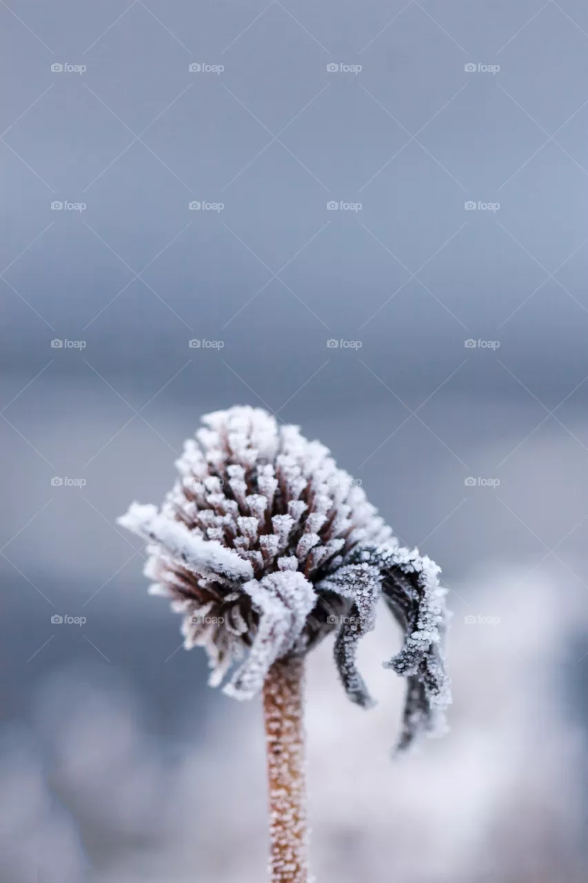 Frozen...