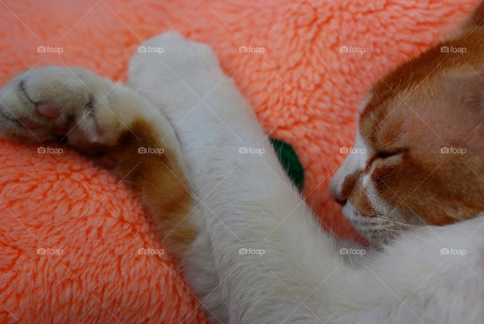 white orange cat mammals by cate
