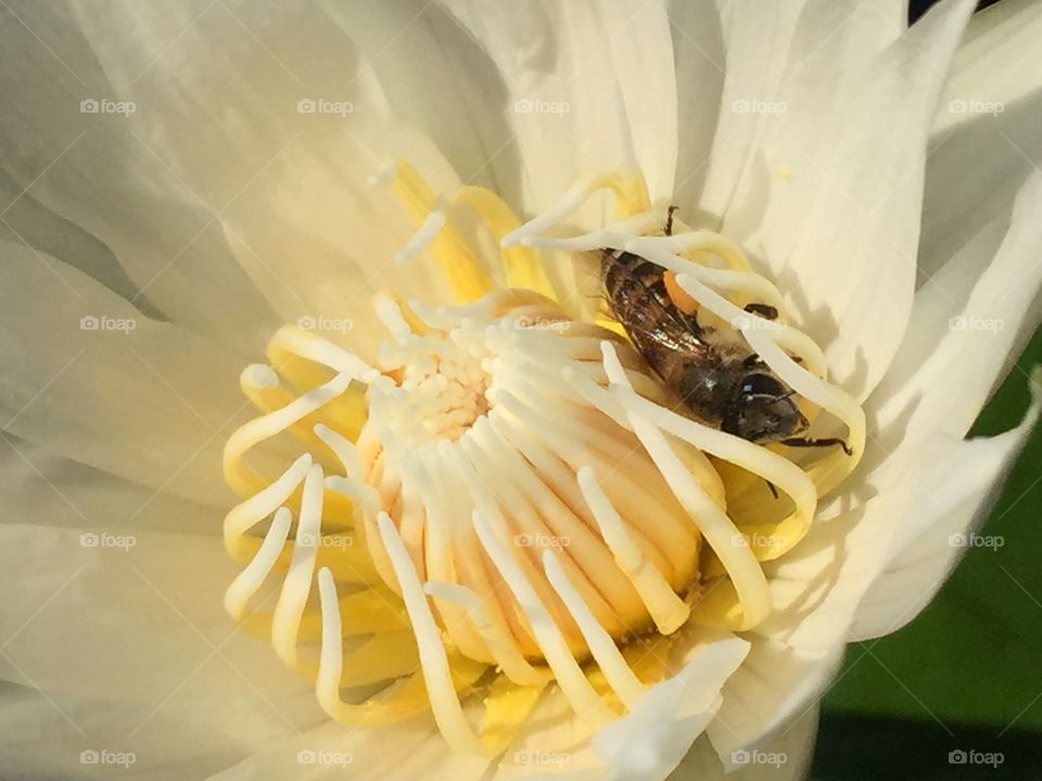 Lotus, Bee