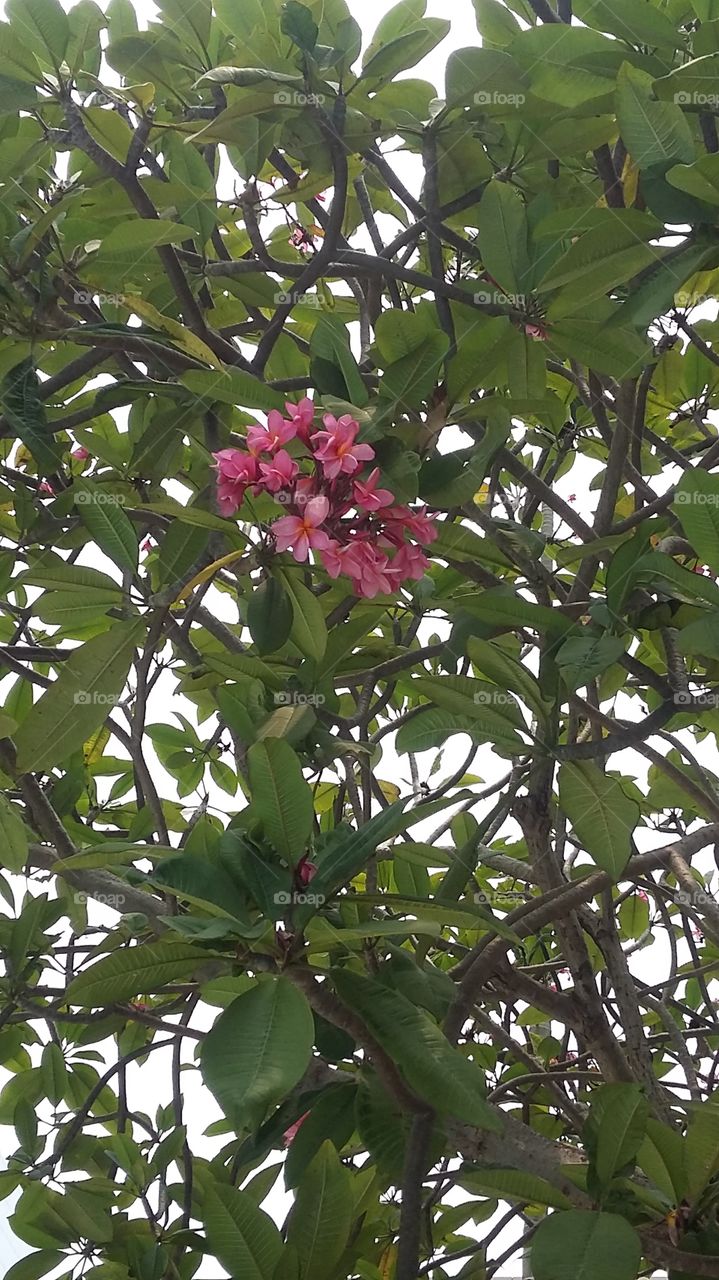 Tree and Flower