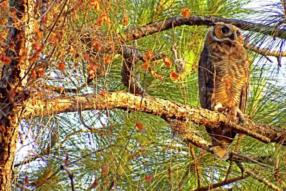Great horned owl. Great horned owl in the golden hour.