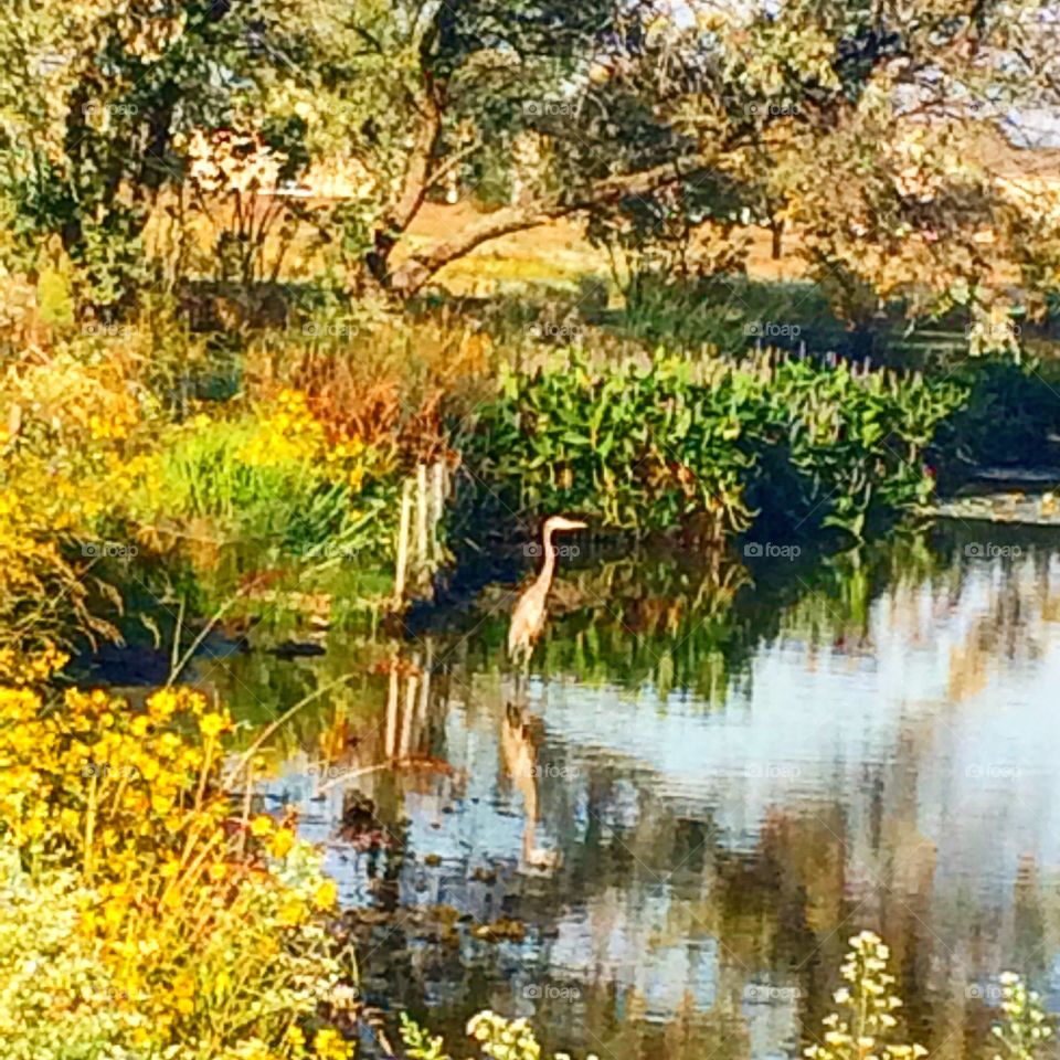 Came upon this Great Blue Heron on my hike today, we see this one often since he seems to live here 