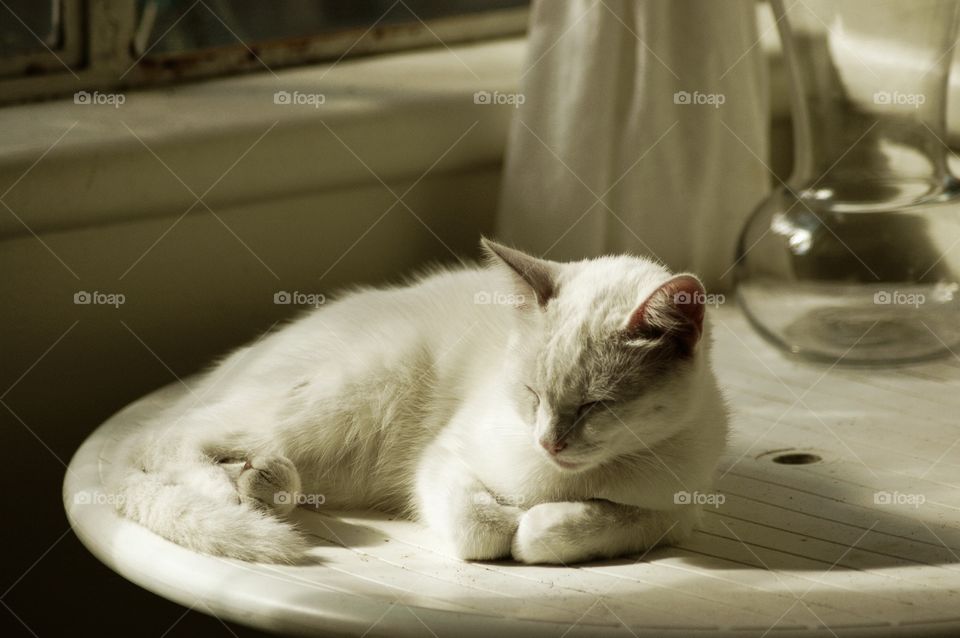 Sleeping cat. Peaceful sleeping cat