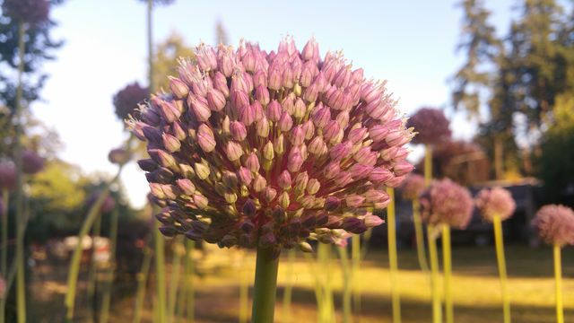 Garlic Flower up close 4