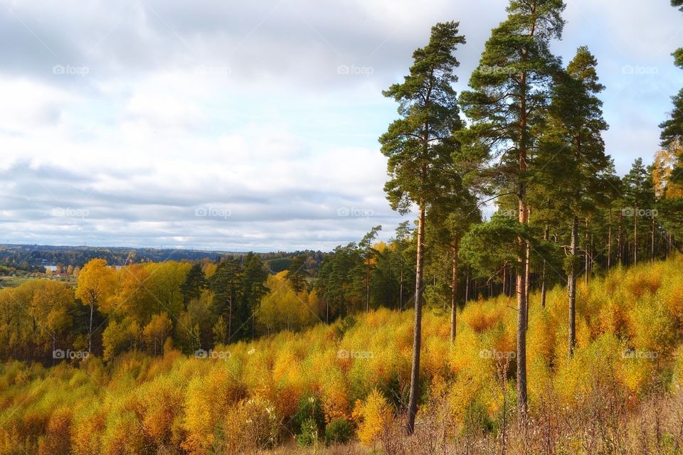 Hill with trees