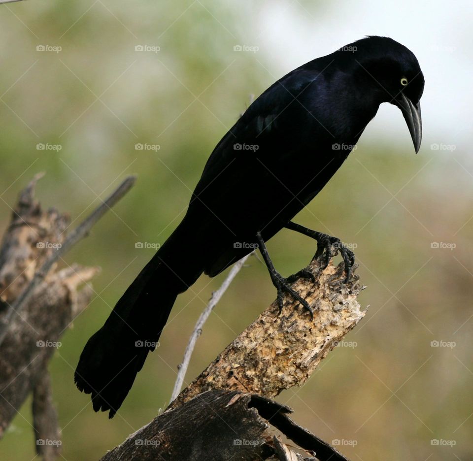 Male Grackle on a Branch