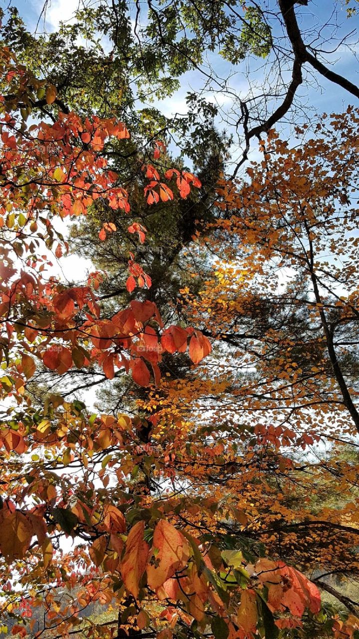 Colorful Trees in the Fall 