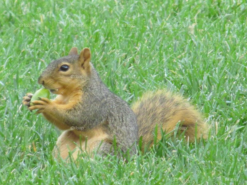 Squirrel with an acorn 