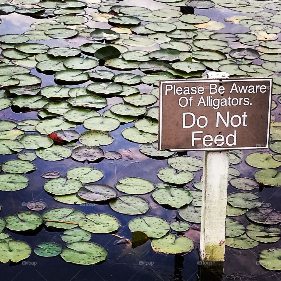 Do Not Feed the Alligators