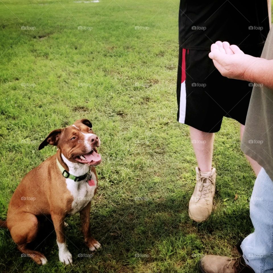 Dog looking Up and Smiling a two men