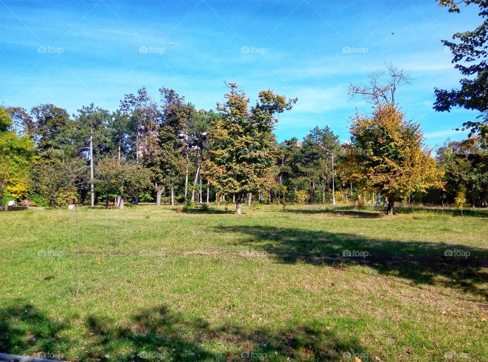 glade in the park поляна в парке