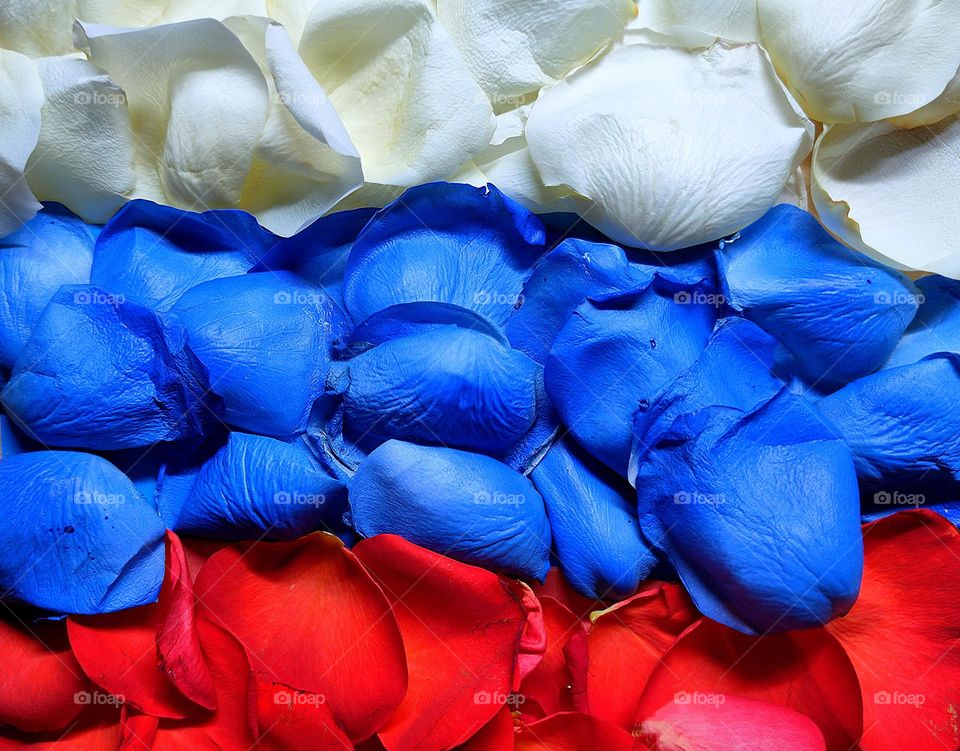 A color scheme.  Flag of Russia.  White rose petals, blue rose petals and scarlet rose petals